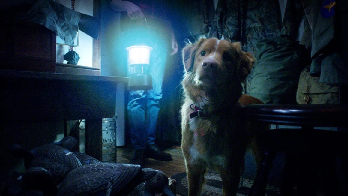 Canine-Led Horror Film Good Boy Will get First Trailer