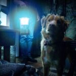 A dog looks at something off-screen.
