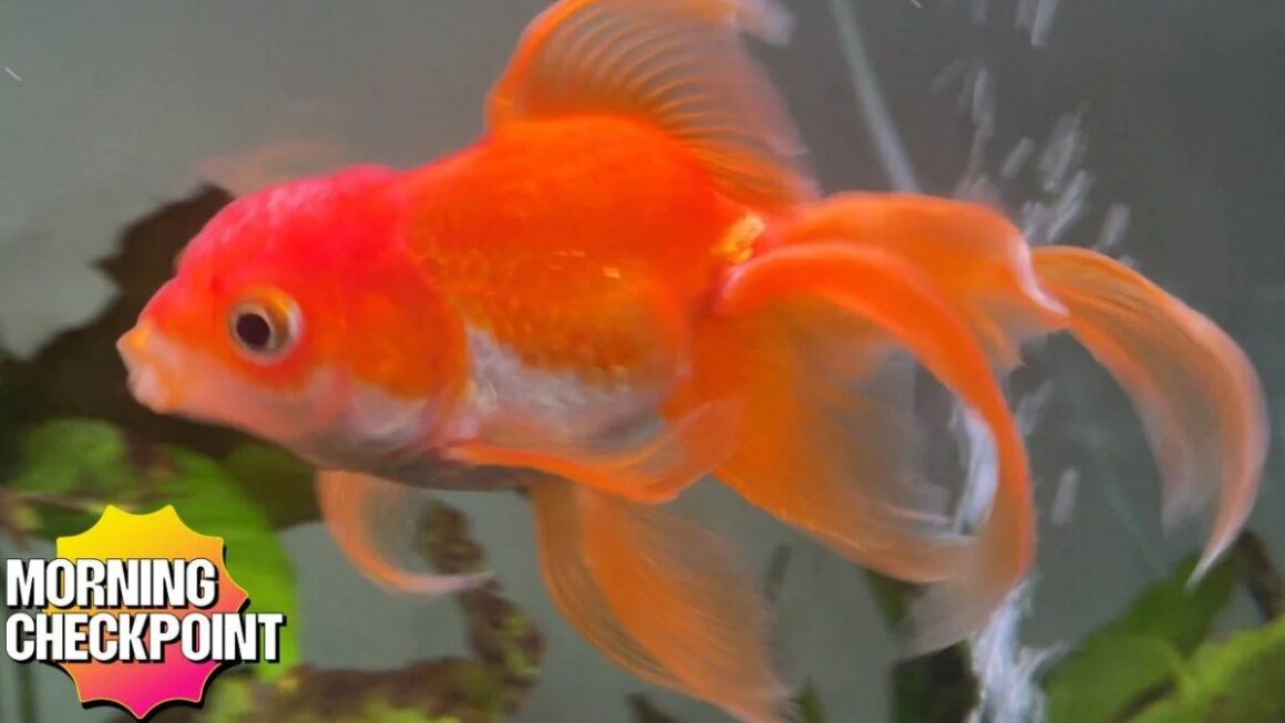 Viral Video Recreation Enjoying Goldfish Has Died At The Age Of Three