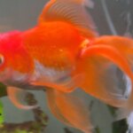 Viral Video Game Playing Goldfish Has Died At The Age Of Three